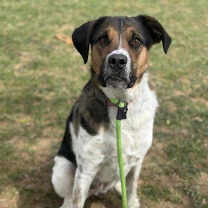 Enlarge Pickles, an adopted Mixed Breed in Danville, PA image 3/3