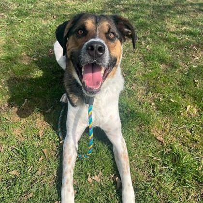 Pickles, adopted, Adult Male Mixed Breed.