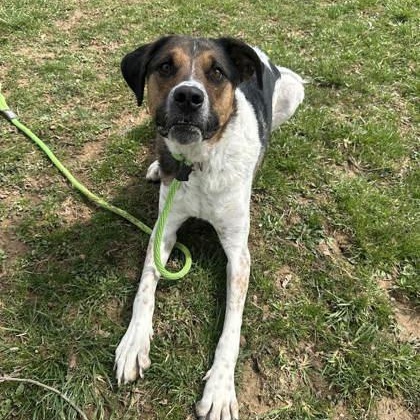 Enlarge Pickles, an adopted Mixed Breed in Danville, PA image 2/3