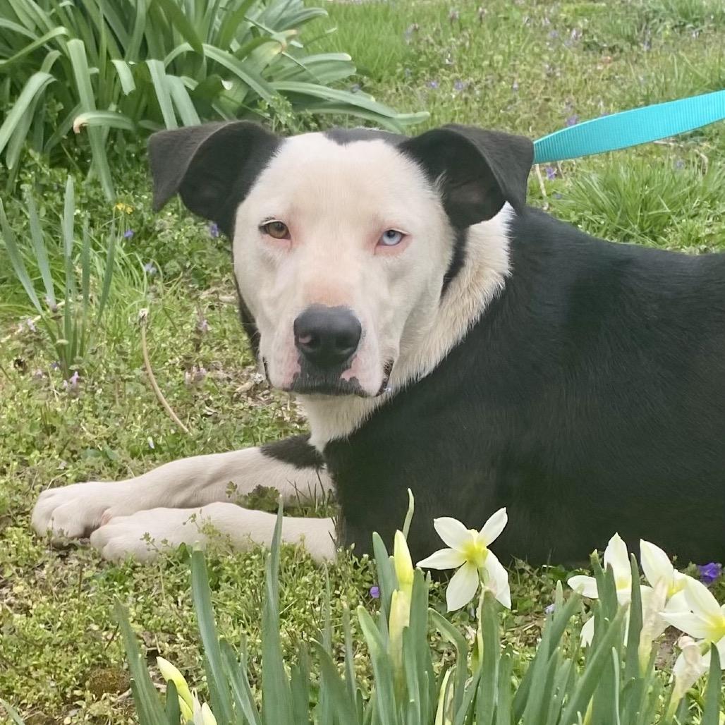 Enlarge Eggy, a Adoptable mixed breed in Nashville, TN image 1/6