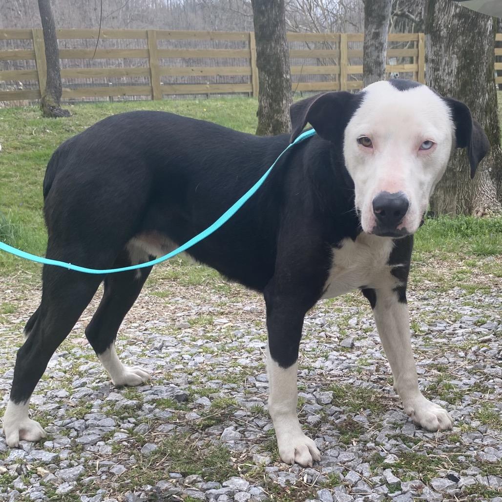 Enlarge Eggy, a Adoptable mixed breed in Nashville, TN image 2/6