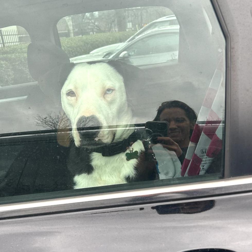 Enlarge Eggy, a Adoptable mixed breed in Nashville, TN image 5/6