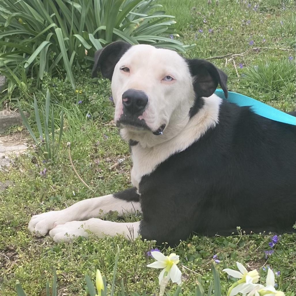 Enlarge Eggy, a Adoptable mixed breed in Nashville, TN image 6/6