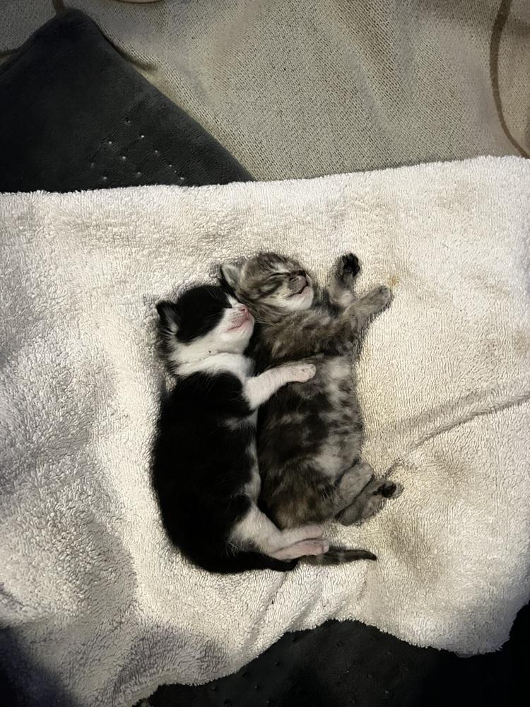 Betty and Tippie (Bonded girl kittens), Adoptable, Kitten Female Domestic Short Hair.