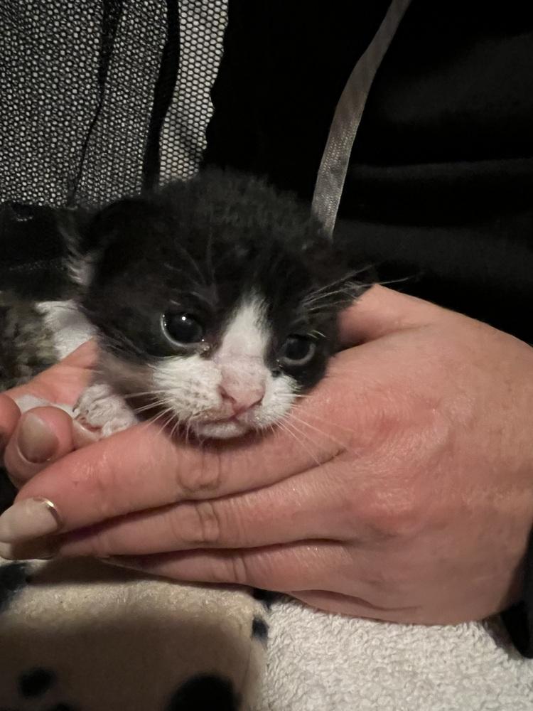 Enlarge Betty and Tippie (Bonded girl kittens), a Adoptable Domestic Short Hair in los angeles, CA image 2/6