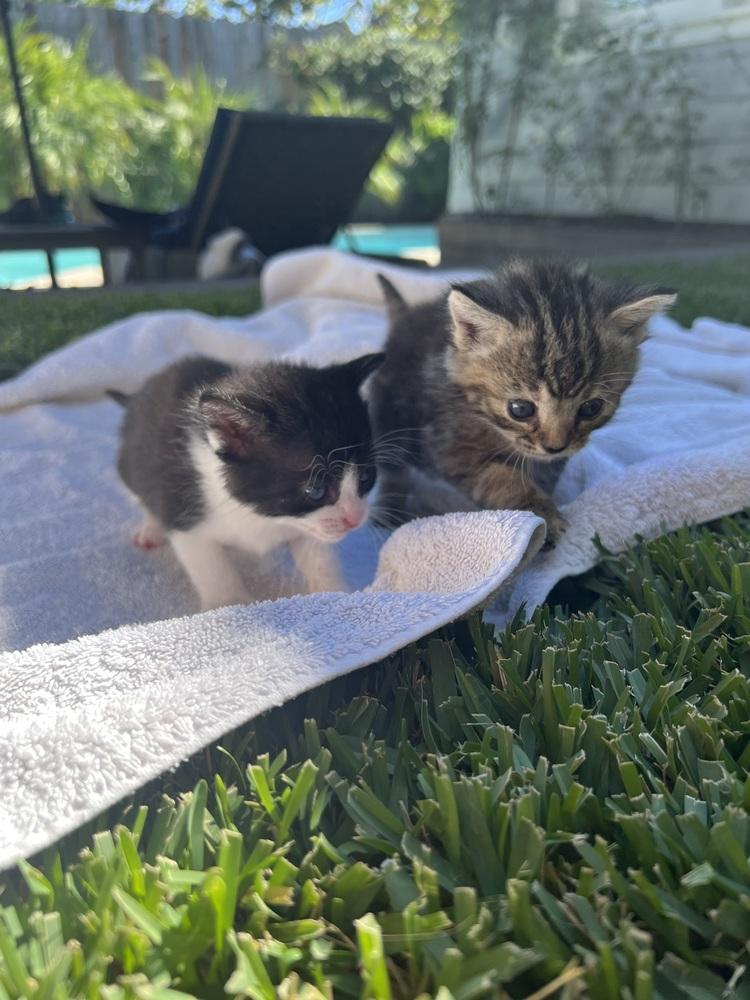 Enlarge Betty and Tippie (Bonded girl kittens), a Adoptable Domestic Short Hair in los angeles, CA image 3/6