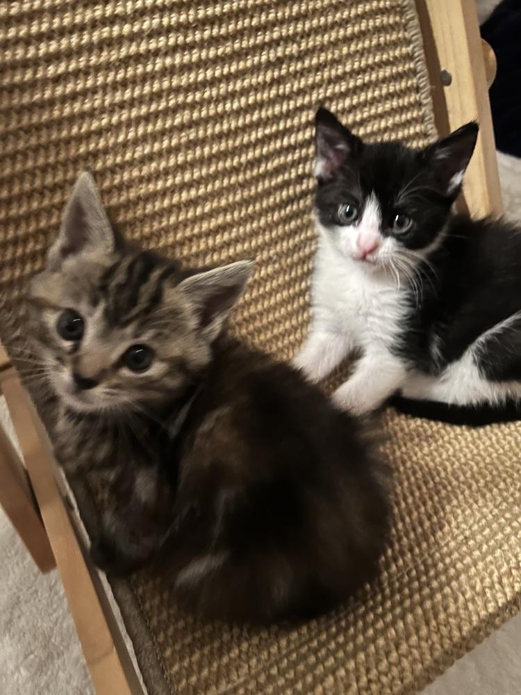Betty and Tippie (Bonded girl kittens), Adoptable, Kitten Female Domestic Short Hair.
