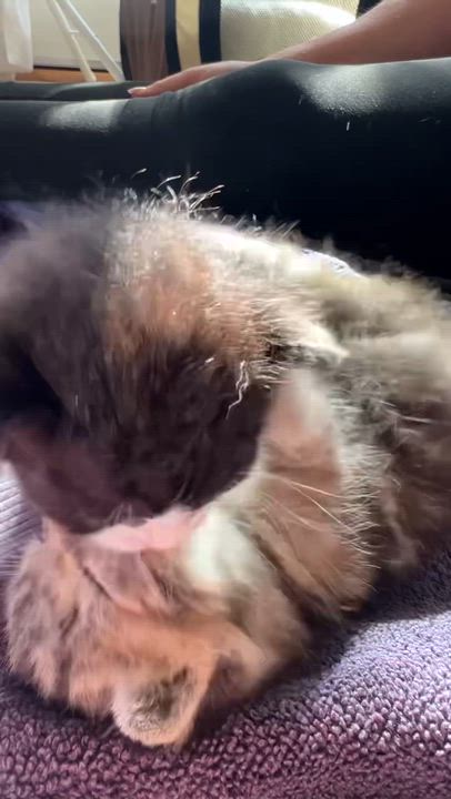 Enlarge Betty and Tippie (Bonded girl kittens), a Adoptable Domestic Short Hair in los angeles, CA video 5/6