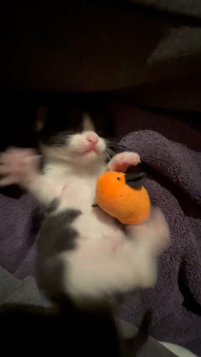 Enlarge Betty and Tippie (Bonded girl kittens), a Adoptable Domestic Short Hair in los angeles, CA video 6/6