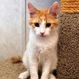Enlarge Cooper, a ADOPTABLE Domestic Short Hair in Mesquite, NV image 1/1