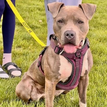 Betty, adoptable, Adult Female Mixed Breed.