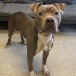 Enlarge Betty, an adoptable Mixed Breed in Lansing, MI image 4/5