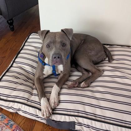 Enlarge Betty, an adoptable mixed breed in Lansing, MI image 6/6