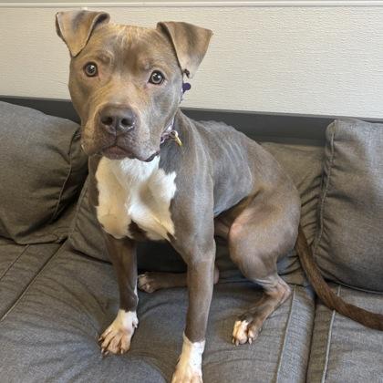 Enlarge Betty, an adoptable Mixed Breed in Lansing, MI image 2/5