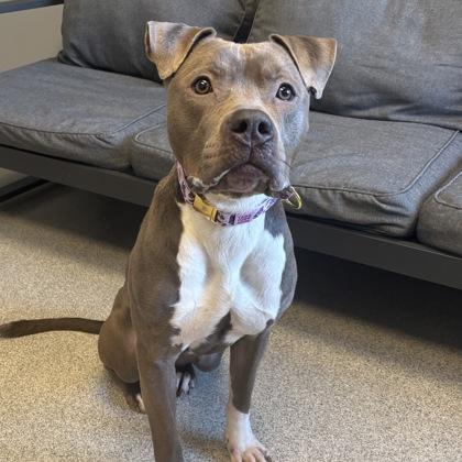 Enlarge Betty, an adoptable Mixed Breed in Lansing, MI image 1/5