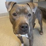 Enlarge Betty, an adoptable Mixed Breed in Lansing, MI image 3/5