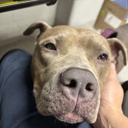 Betty, an adoptable mixed breed in Lansing, MI image 5/6