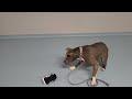 Betty, an adoptable mixed breed in Lansing, MI image 6/6