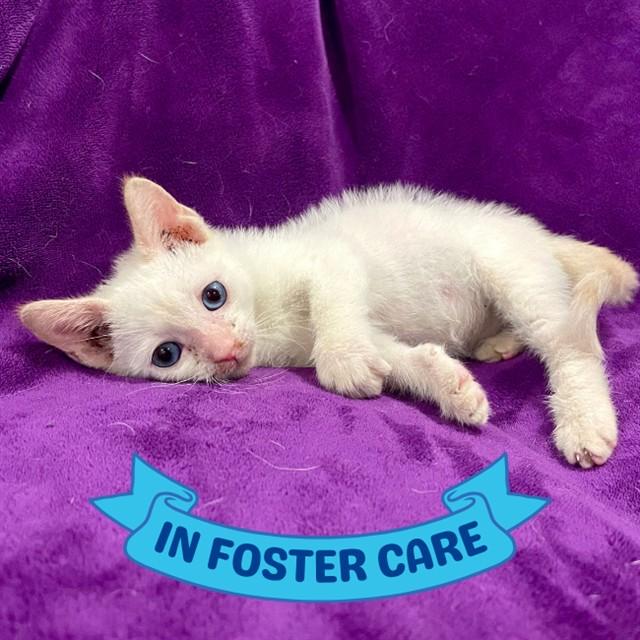 Enlarge HAPPY, a Adoptable Domestic Short Hair in Tallahassee, FL image 1/1