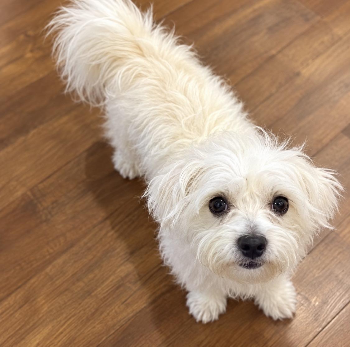 Enlarge Yeti 13 Pounds of Fluff, a Little Napoleon Complex, and a Big Heart Worth Winning, a Adoptable mixed breed in Cambridge, MA image 5/5