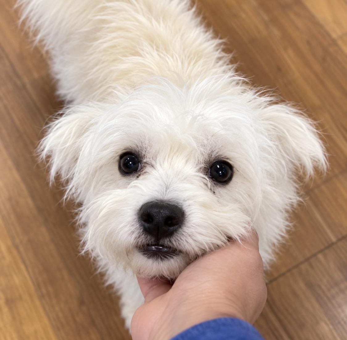 Enlarge Yeti 13 Pounds of Fluff, a Little Napoleon Complex, and a Big Heart Worth Winning, a Adoptable mixed breed in Cambridge, MA image 1/5