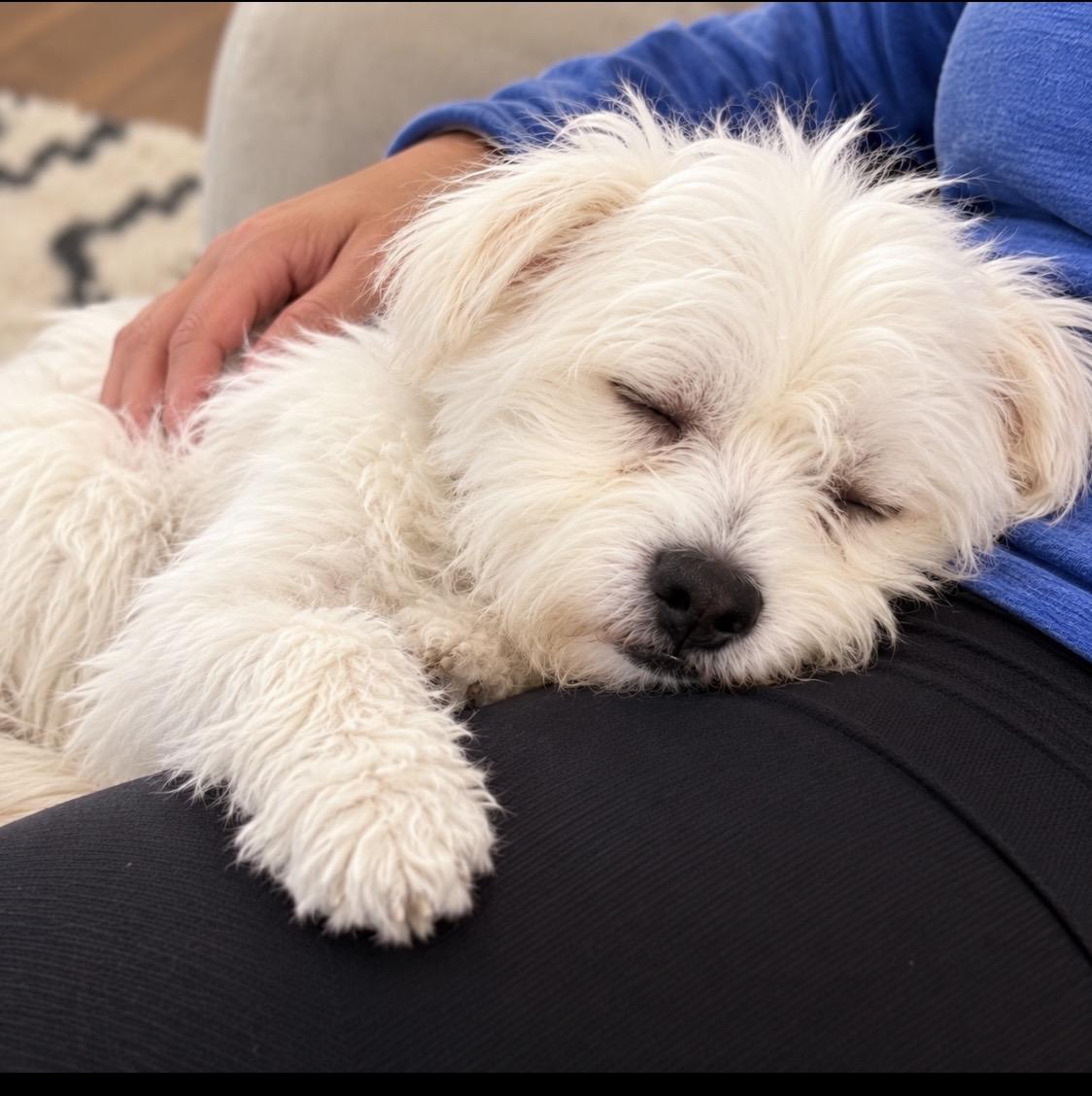 Enlarge Yeti 13 Pounds of Fluff, a Little Napoleon Complex, and a Big Heart Worth Winning, a Adoptable mixed breed in Cambridge, MA image 3/5