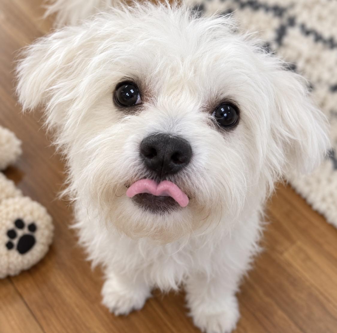 Enlarge Yeti 13 Pounds of Fluff, a Little Napoleon Complex, and a Big Heart Worth Winning, a Adoptable mixed breed in Cambridge, MA image 4/5