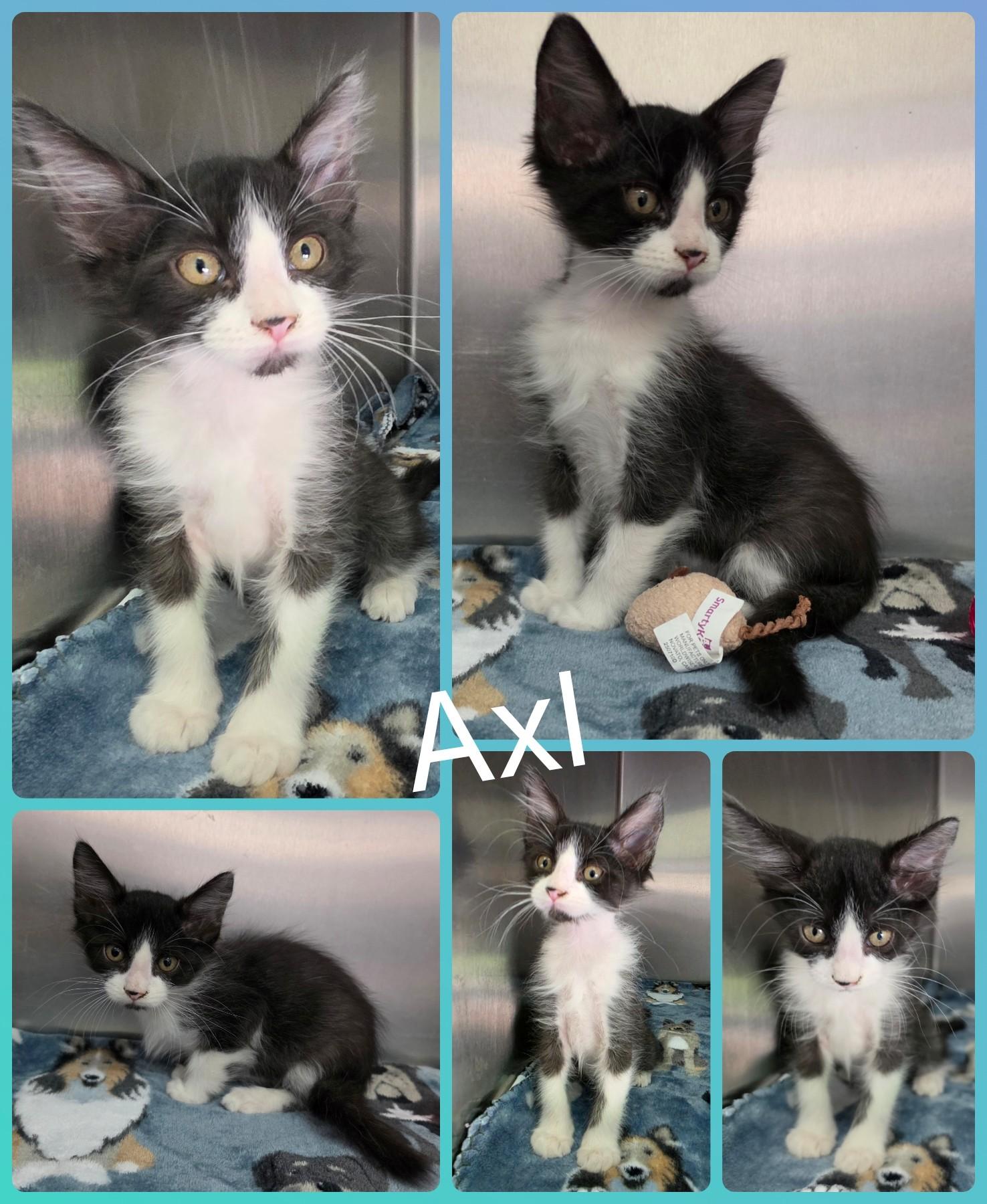 Enlarge Axl, a ADOPTABLE mixed breed in Universal City, TX image 1/1