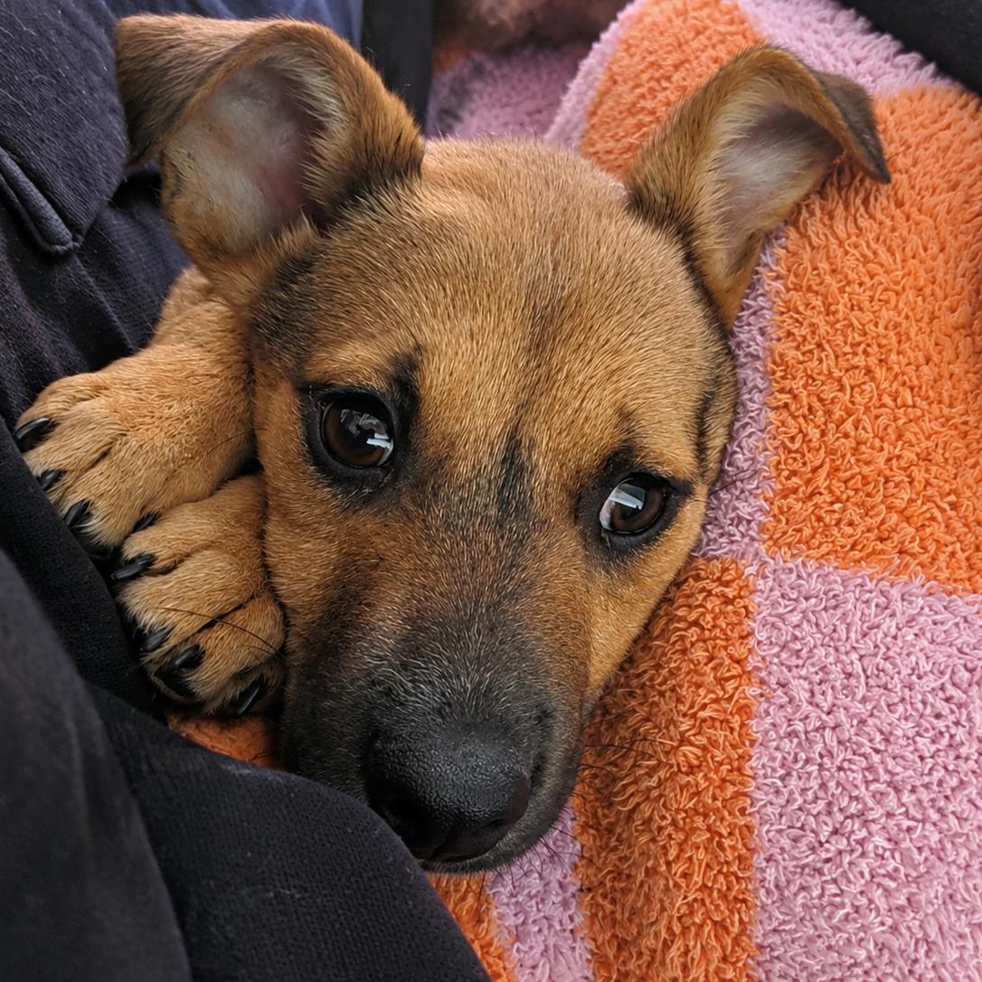 Rosa, ADOPTABLE, Puppy Female Chihuahua.