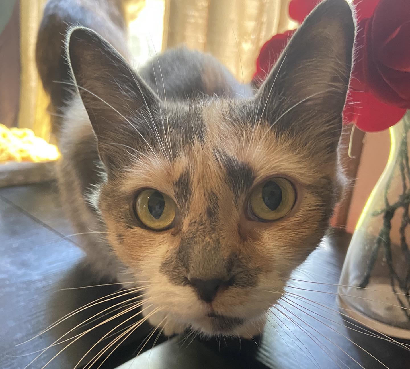 Iris, a Adopted Domestic Short Hair in Burton, MI image 1/3