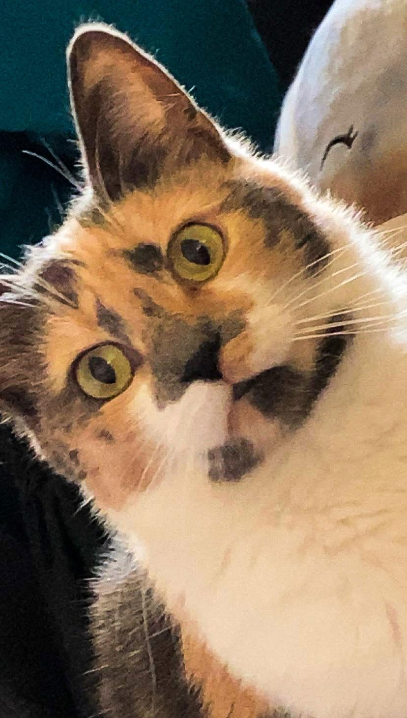 Iris, a Adopted Domestic Short Hair in Burton, MI image 2/3