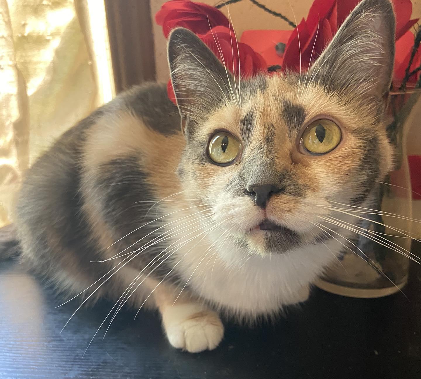 Iris, a Adopted Domestic Short Hair in Burton, MI image 3/3