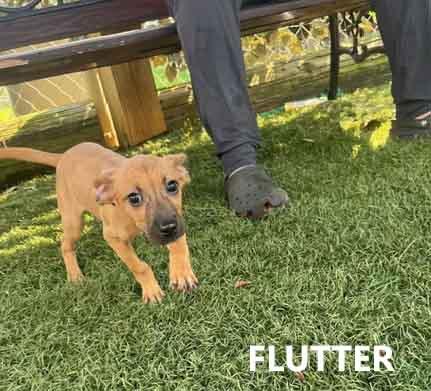 Flutter photo 3