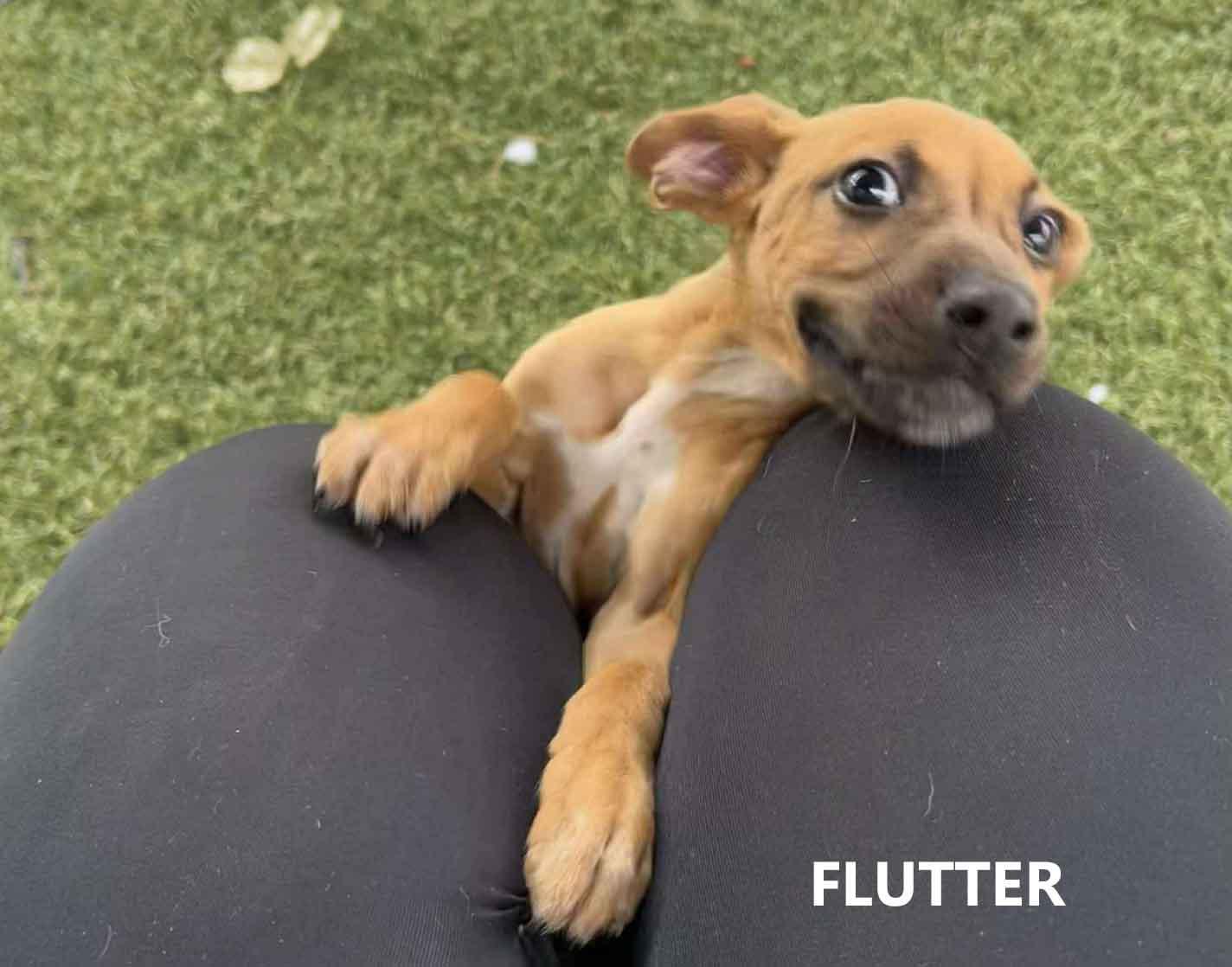 Flutter