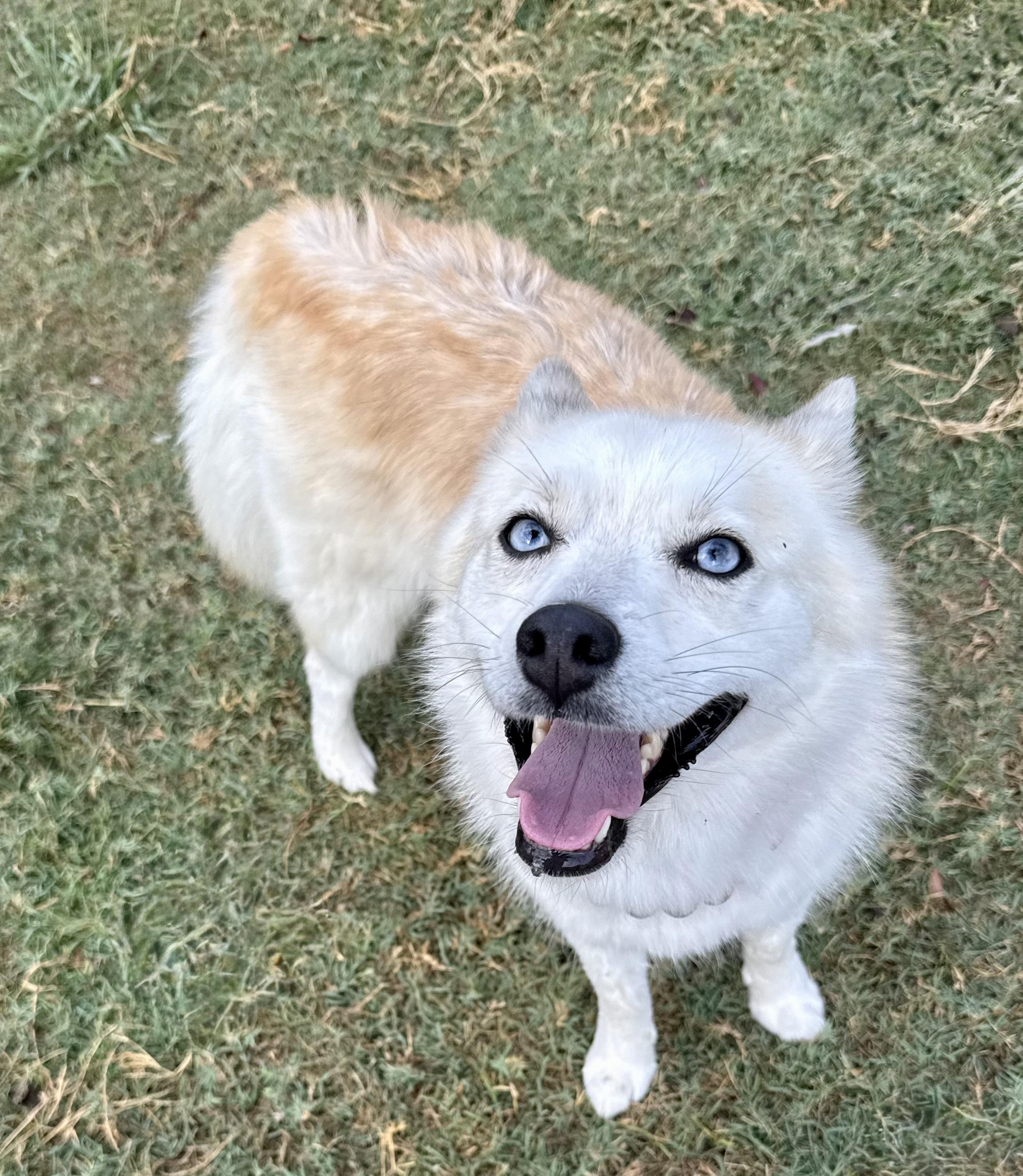 Sweet Pea, an adoptable Pomsky in Mesquite, TX, 75149 | Photo Image 2