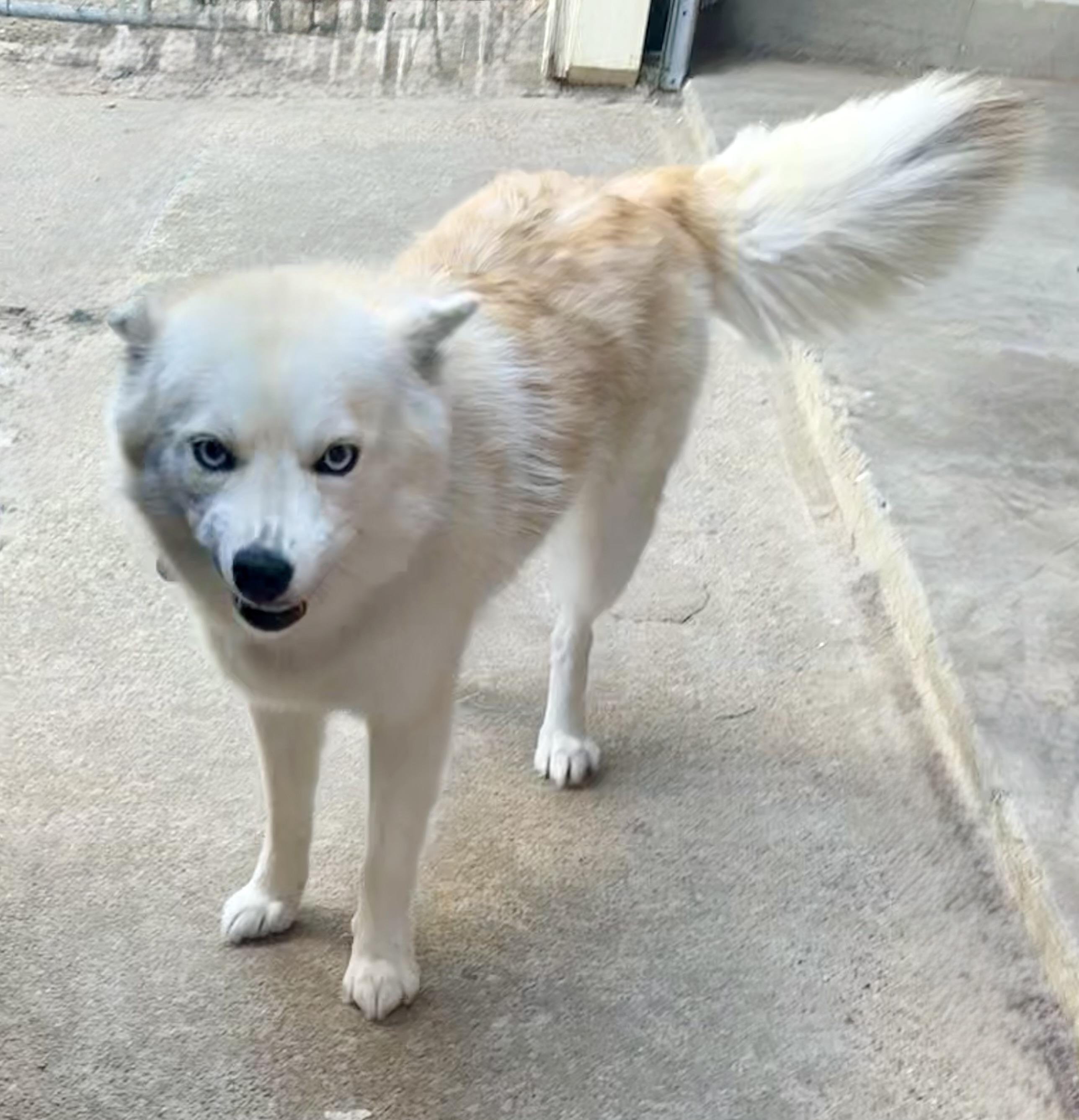 Sweet Pea, an adoptable Pomsky in Mesquite, TX, 75149 | Photo Image 1