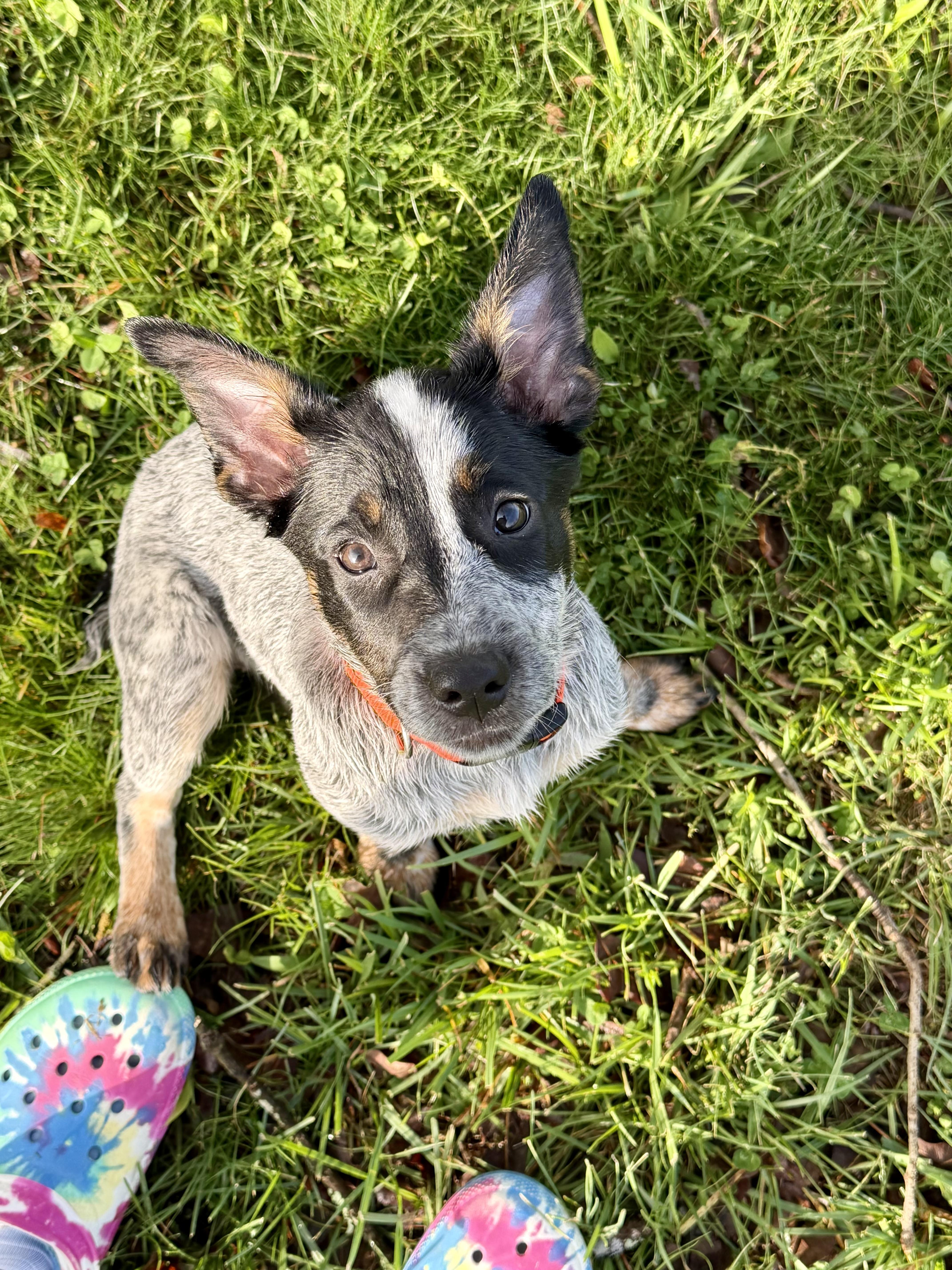 Enlarge Penny, a ADOPTABLE Australian Cattle Dog / Blue Heeler in Christiana, TN image 4/5