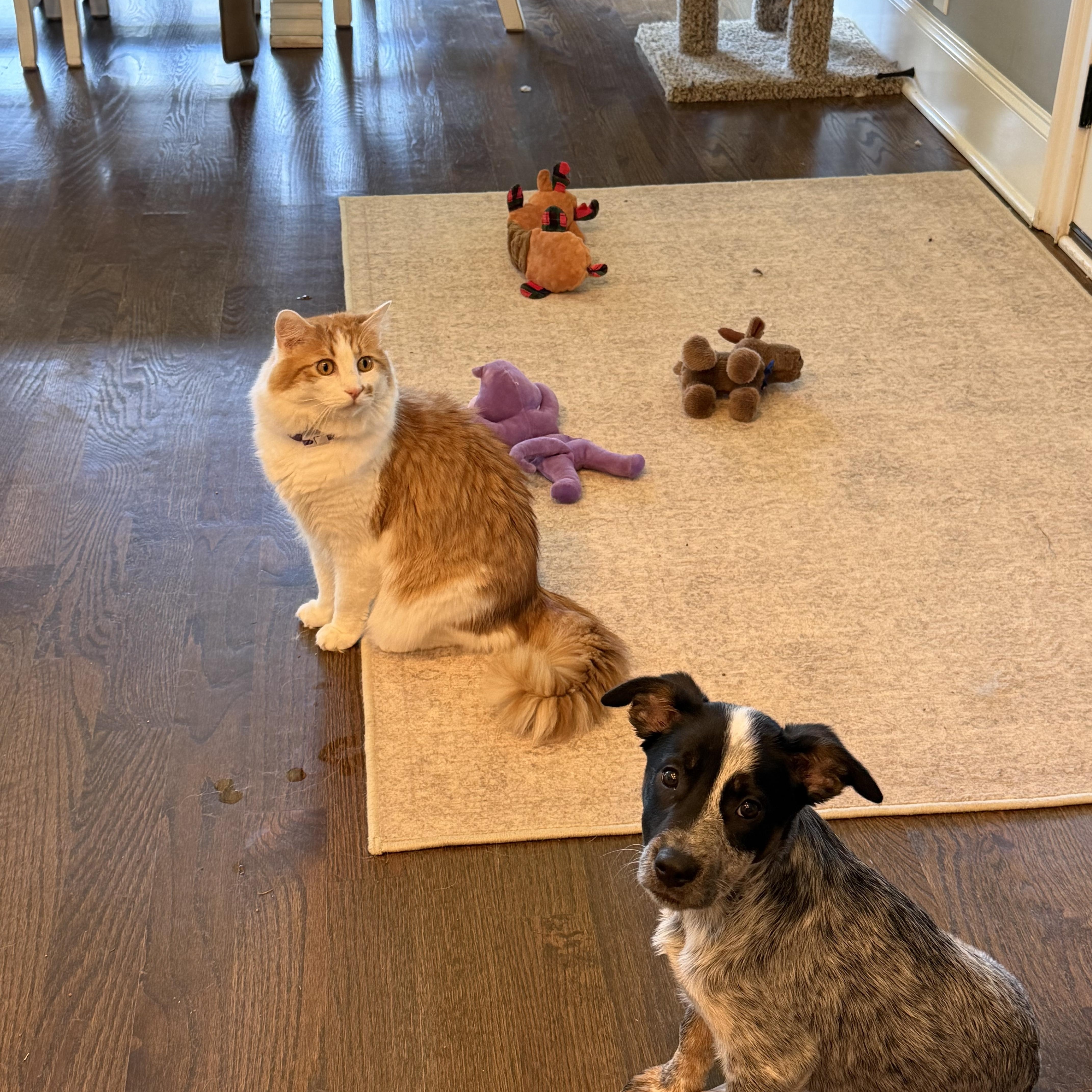Enlarge Penny, a ADOPTABLE Australian Cattle Dog / Blue Heeler in Christiana, TN image 3/5