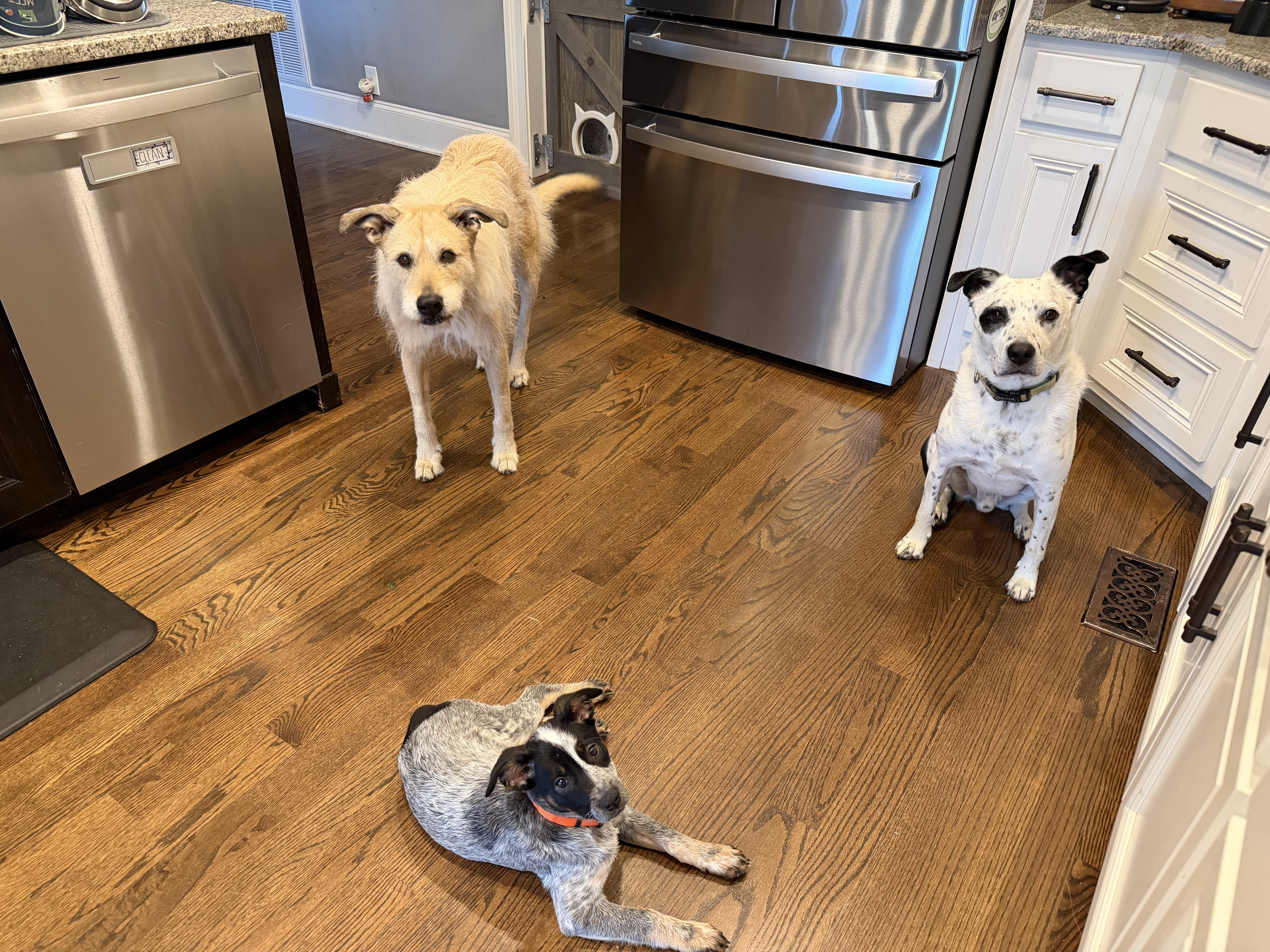 Enlarge Penny, a ADOPTABLE Australian Cattle Dog / Blue Heeler in Christiana, TN image 5/5