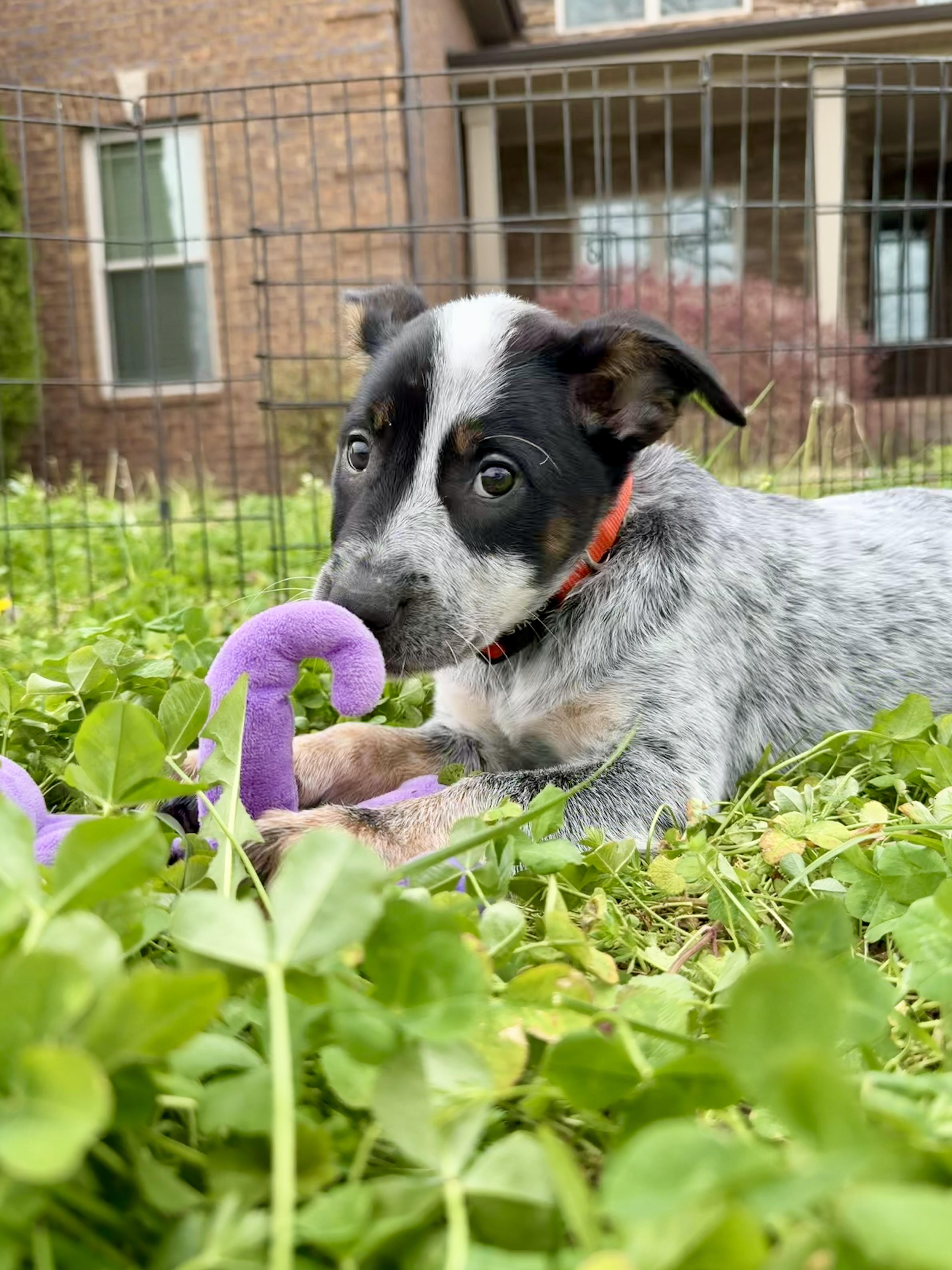 Penny, ADOPTABLE, Puppy Female Australian Cattle Dog / Blue Heeler.