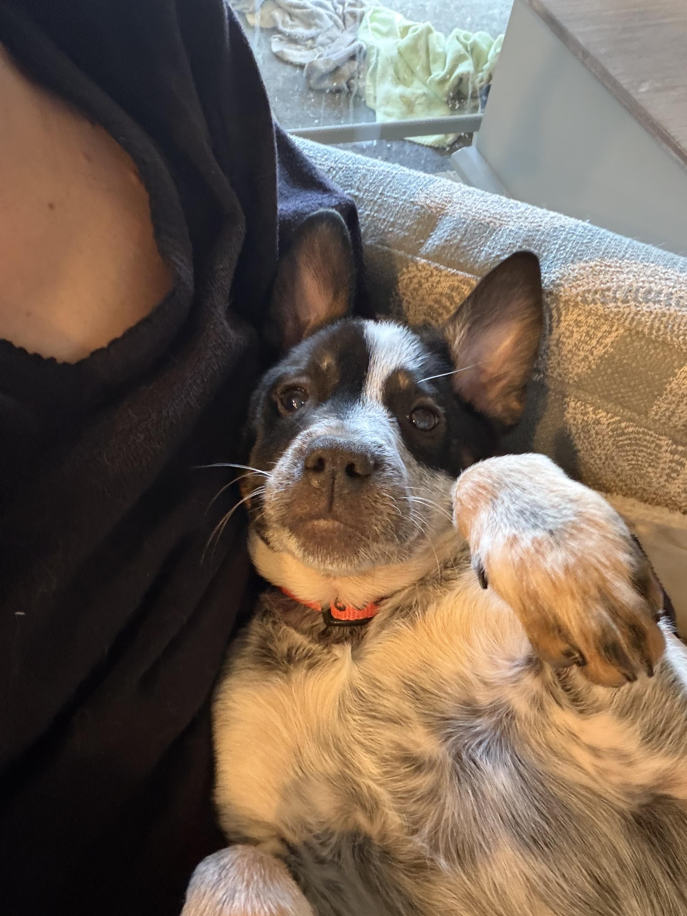 Enlarge Penny, a ADOPTABLE Australian Cattle Dog / Blue Heeler in Christiana, TN image 2/5