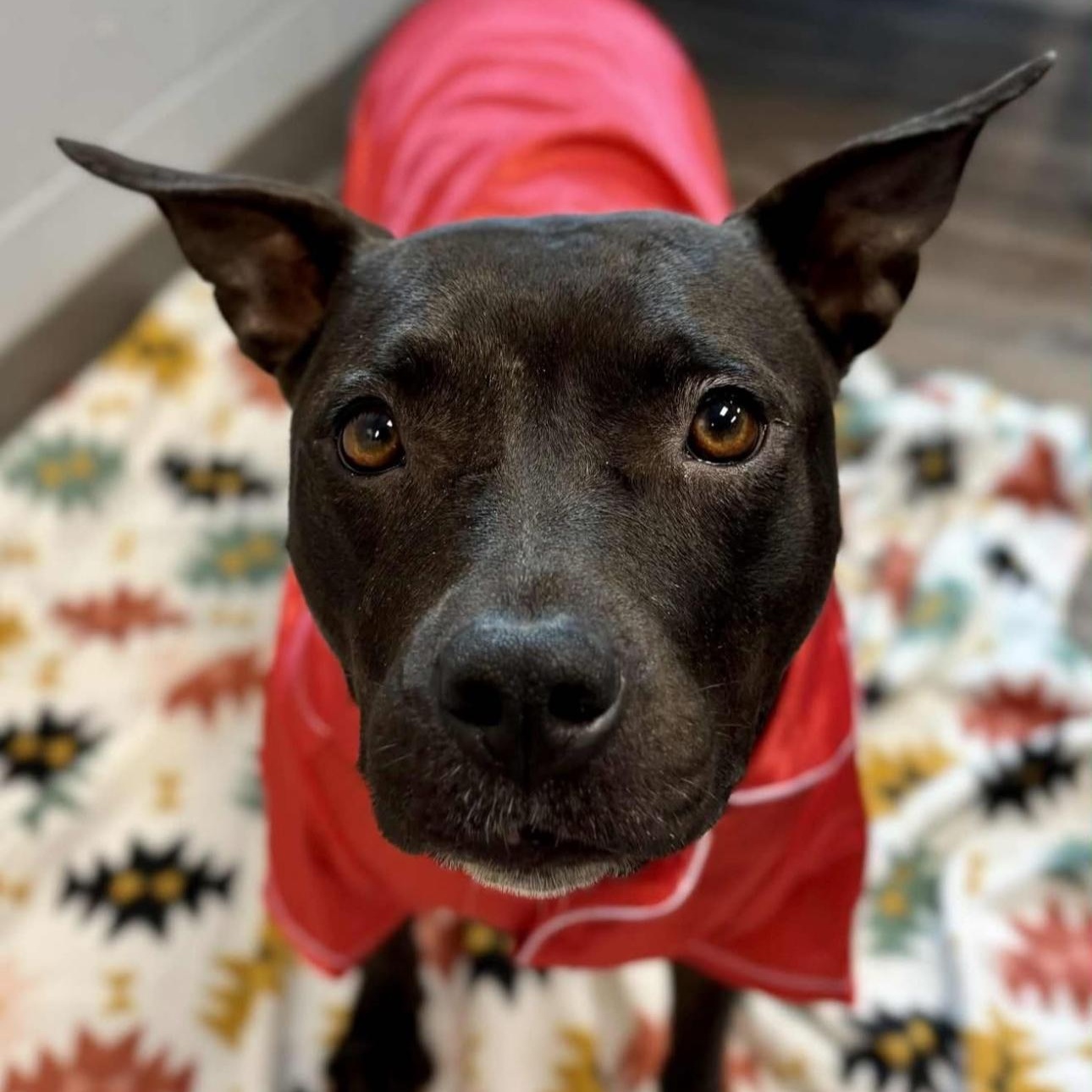 Enlarge Maria, a Adopted mixed breed in Bedminster, NJ image 2/6