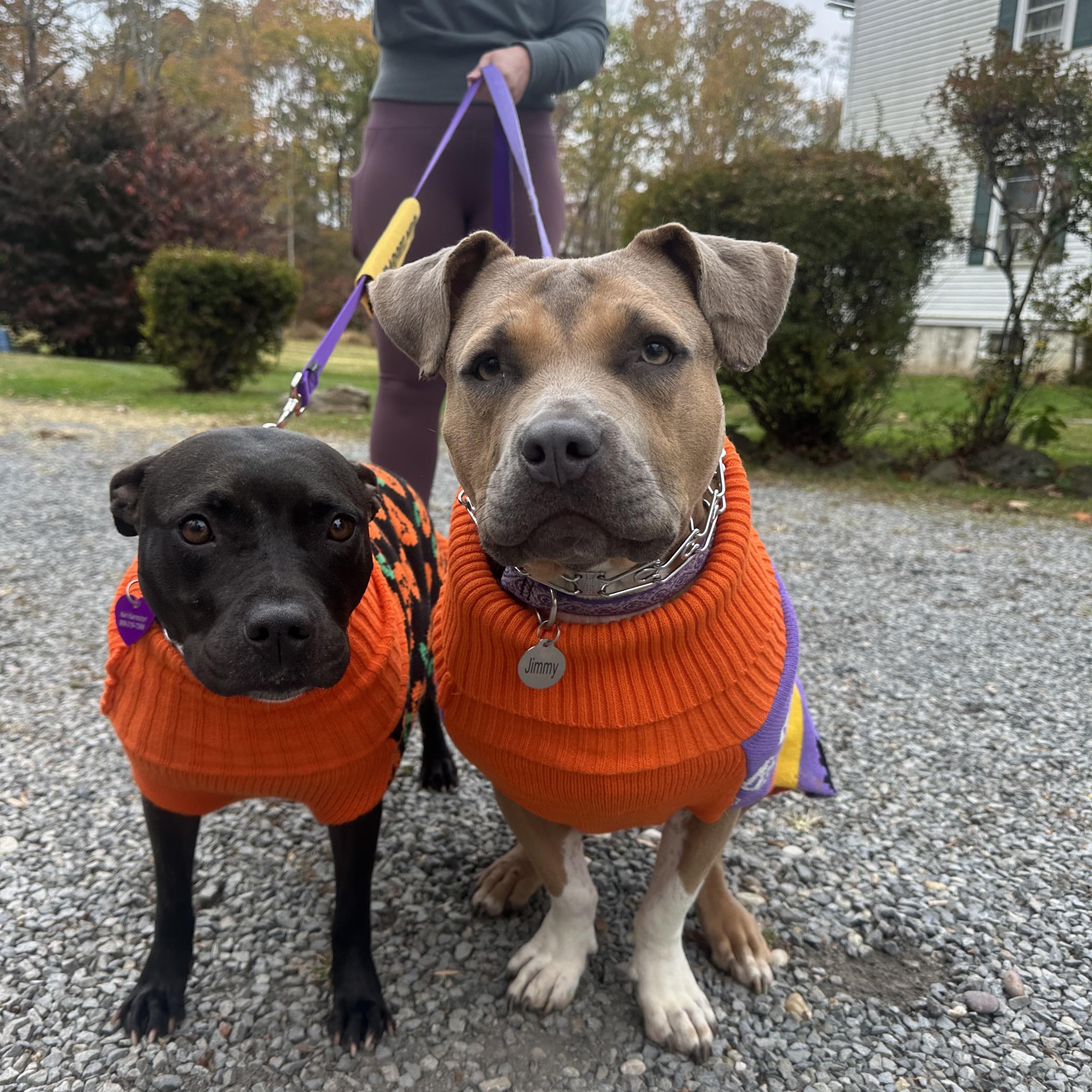 Enlarge Maria, a Adopted mixed breed in Bedminster, NJ image 6/6