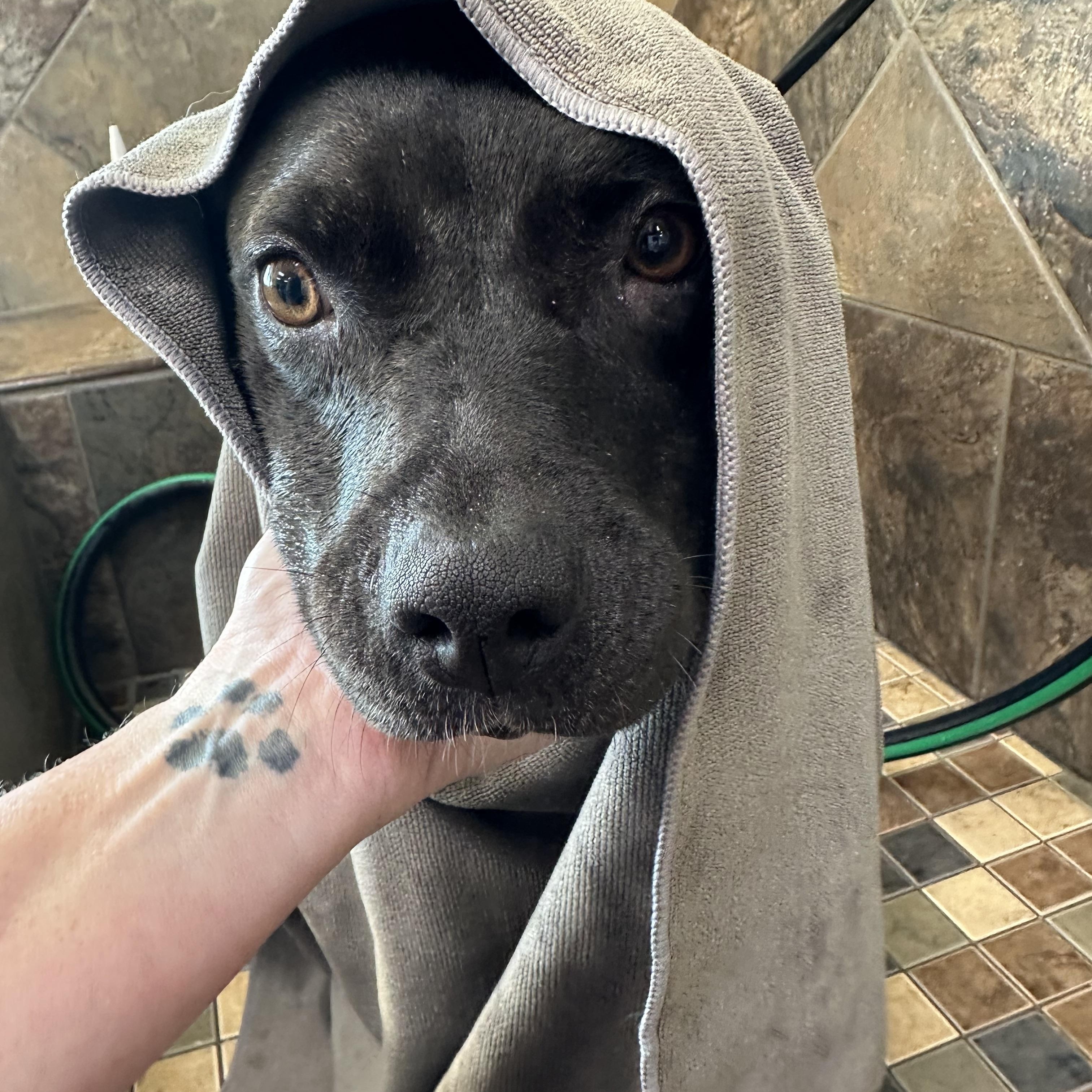 Enlarge Maria, a Adopted mixed breed in Bedminster, NJ image 3/6