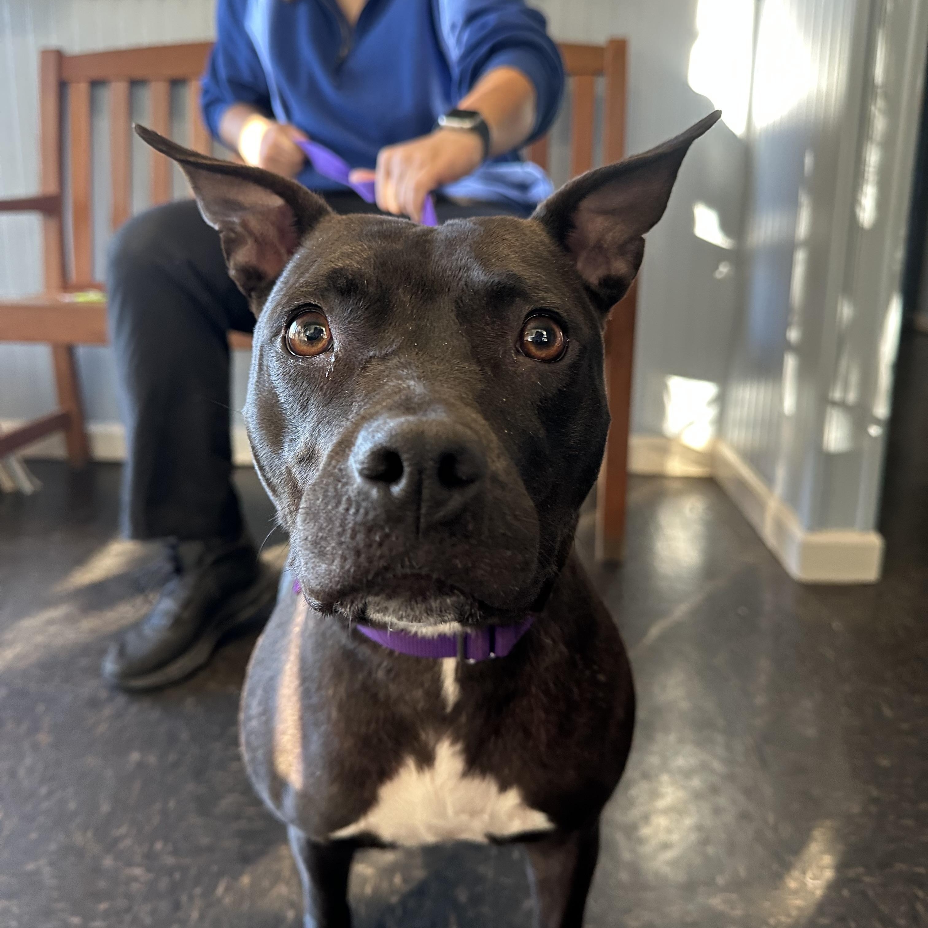 Enlarge Maria, a Adopted mixed breed in Bedminster, NJ image 4/6