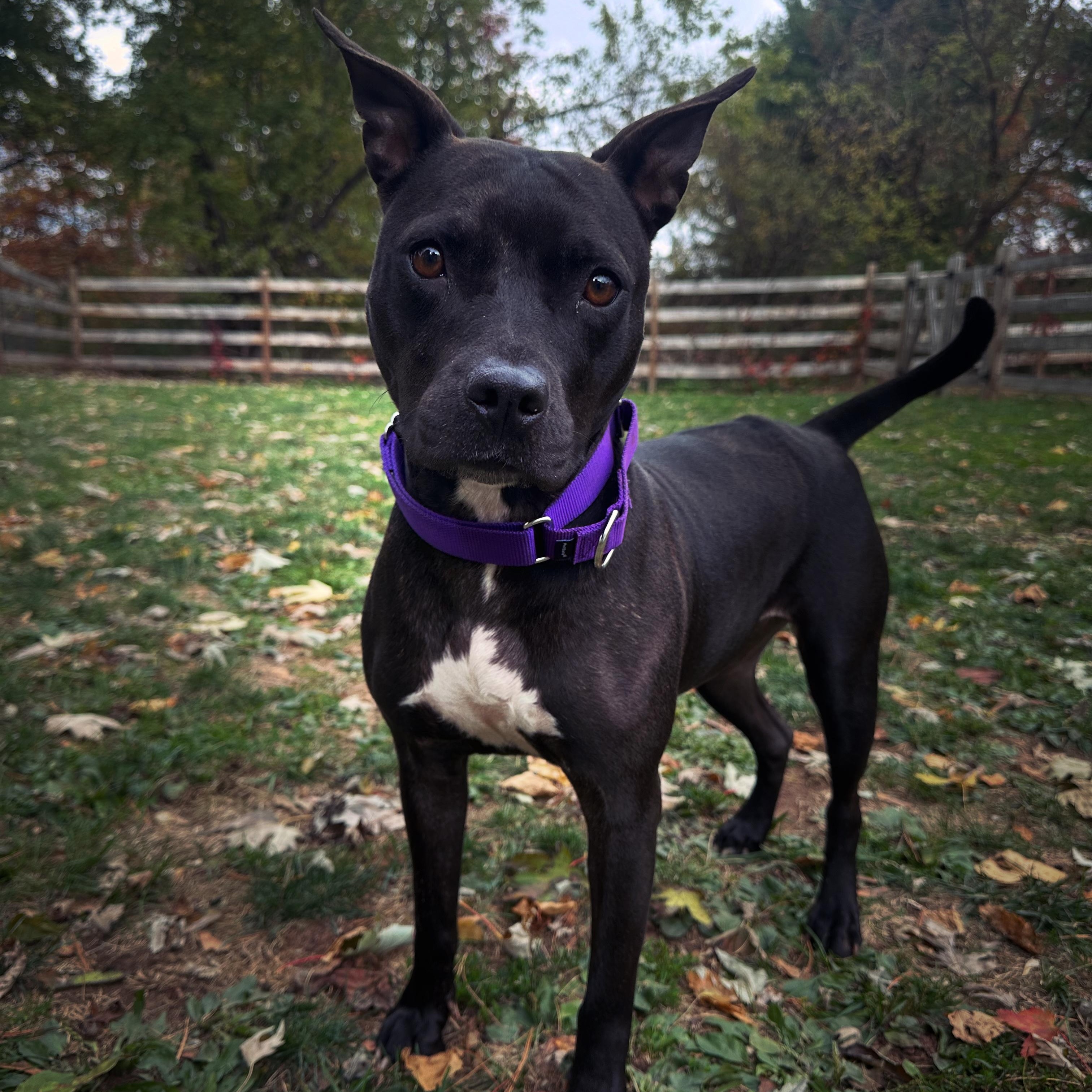 Enlarge Maria, a Adopted mixed breed in Bedminster, NJ image 1/6
