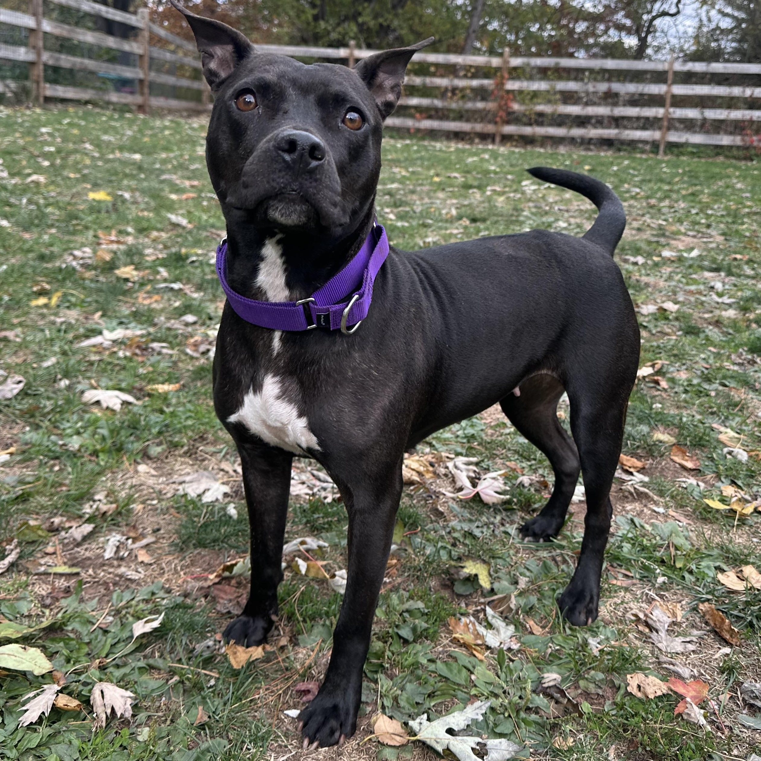 Enlarge Maria, a Adopted mixed breed in Bedminster, NJ image 5/6