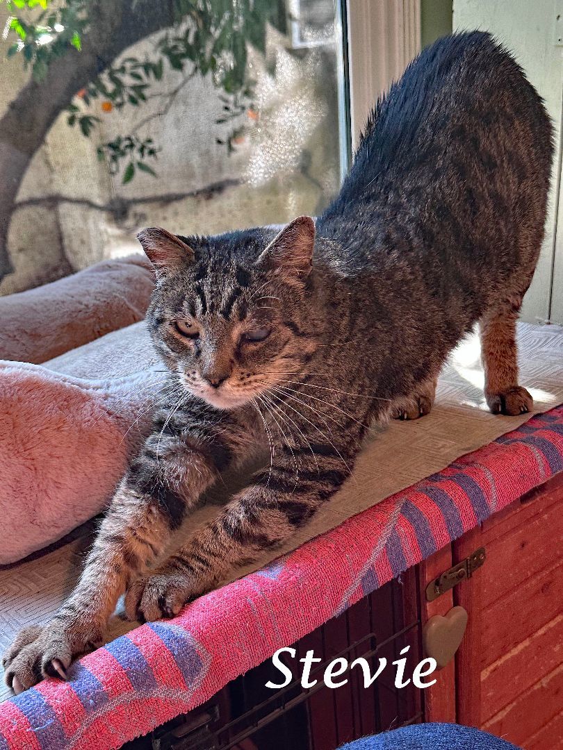 Enlarge Sweet STEVIE WONDER, a Adoptable Tabby in Monrovia, CA image 3/6