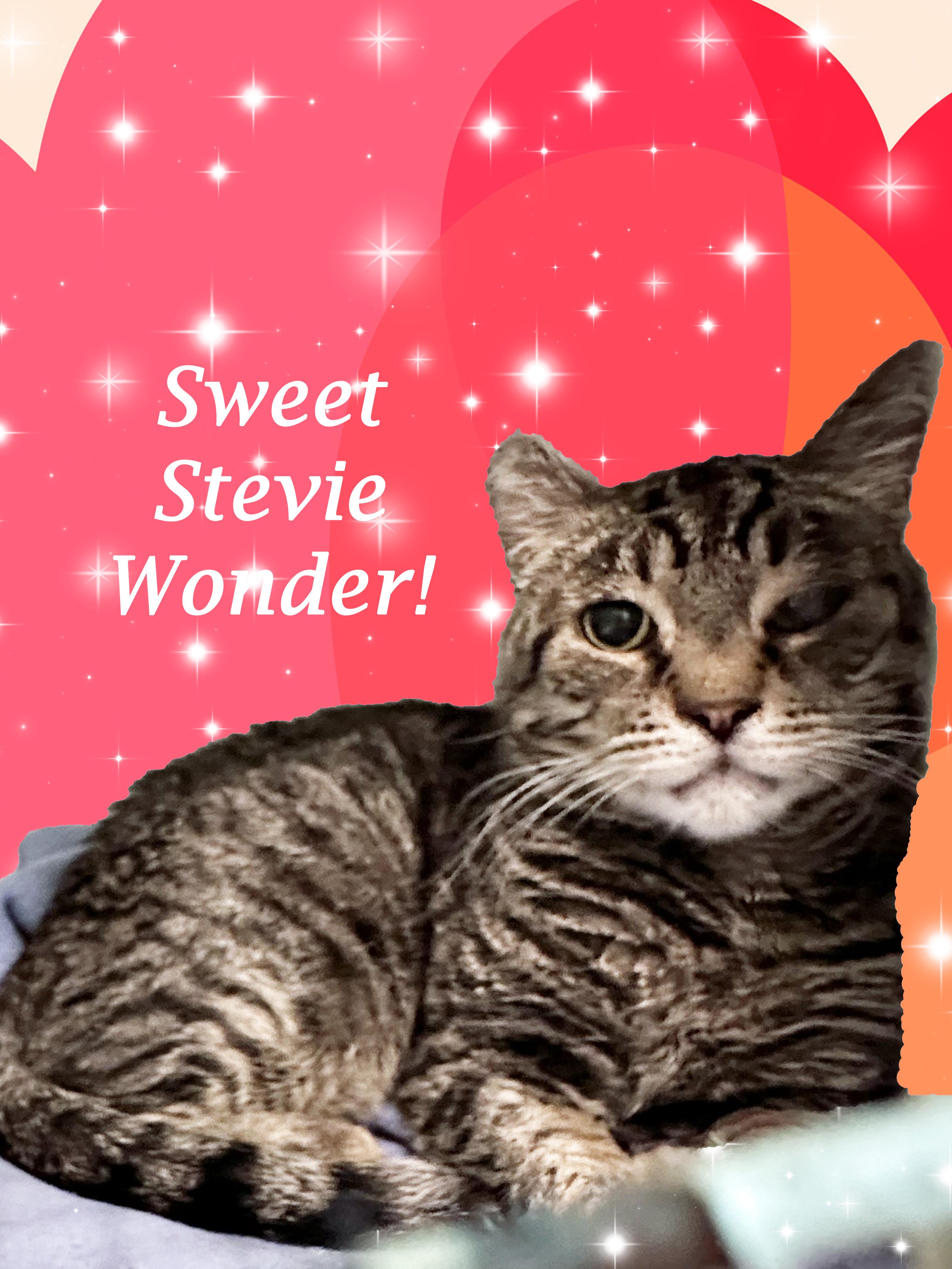 Enlarge Sweet STEVIE WONDER, a Adoptable Tabby in Monrovia, CA image 1/6