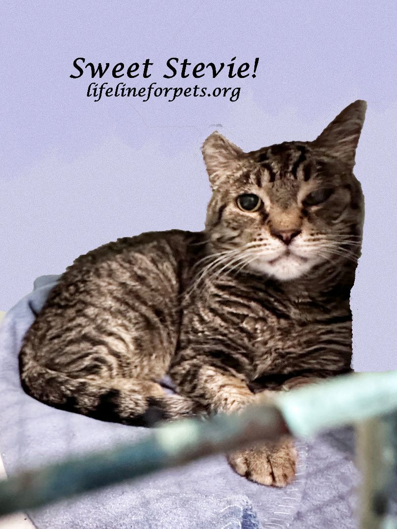 Enlarge Sweet STEVIE WONDER, a Adoptable Tabby in Monrovia, CA image 4/6